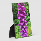 Foxglove Blume, Oregon Fotoplatte (Seite)