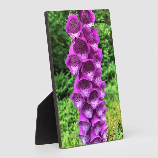 Foxglove Blume, Oregon Fotoplatte (Seite)