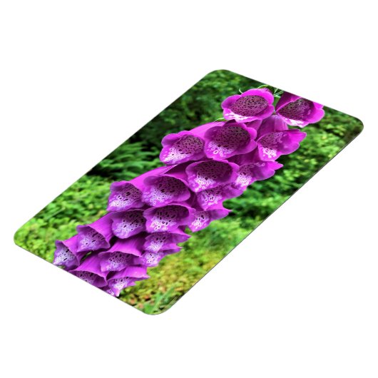 Foxglove Blume, Oregon Magnet (Linke Seite)