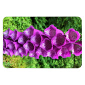 Foxglove Blume, Oregon Magnet (Horizontal)