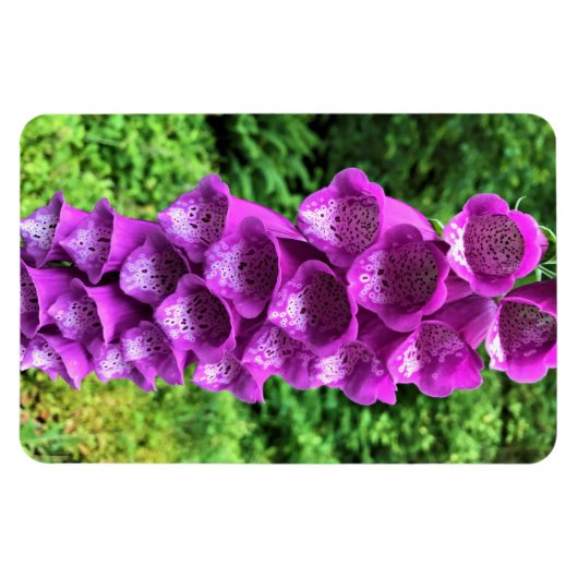 Foxglove Blume, Oregon Magnet (Horizontal)