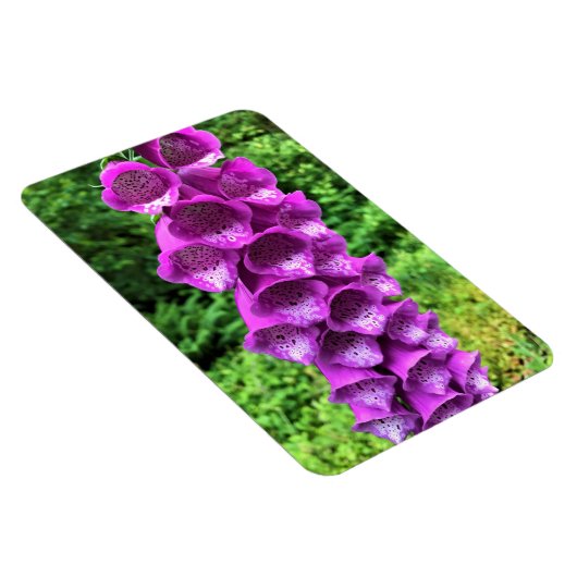 Foxglove Blume, Oregon Magnet (Rechte Seite)