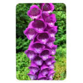Foxglove Blume, Oregon Magnet (Vertikal)