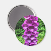 Foxglove Blume, Oregon Magnet (Vorderseite/Rückseite)