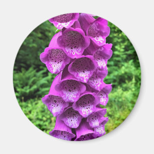 Foxglove Blume, Oregon Magnet