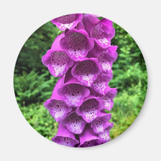 Foxglove Blume, Oregon Magnet (Vorne)