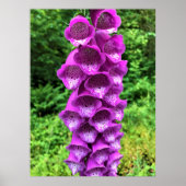 Foxglove Blume, Oregon Poster (Vorne)