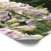 Foxglove Blume ... Poster (Ecke)