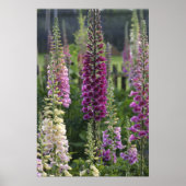 Foxglove Blume ... Poster (Vorne)