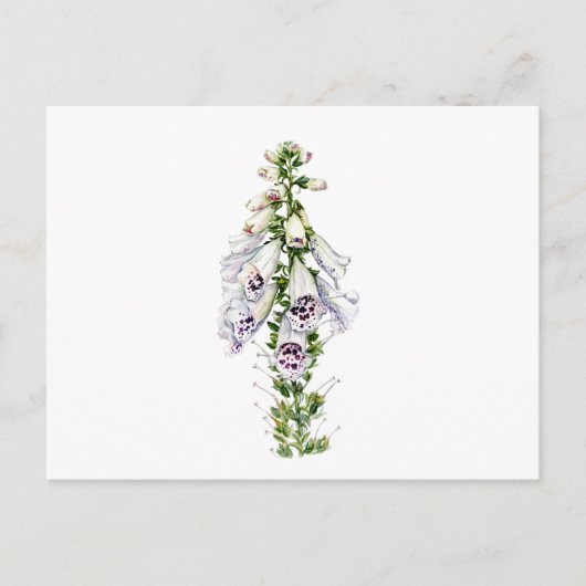 Foxglove-Blume Postkarte (Vorderseite)