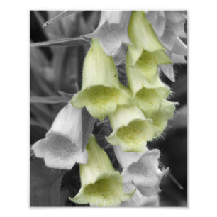 Foxglove-Blume: Teilfarben 8x10 Fotodruck