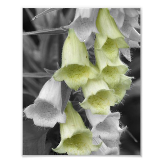 Foxglove-Blume: Teilfarben 8x10 Fotodruck (Vorne)
