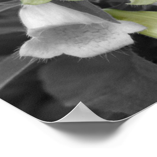 Foxglove-Blume - teilweise Farbe Poster (Ecke)