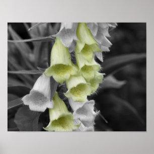Foxglove-Blume - teilweise Farbe Poster