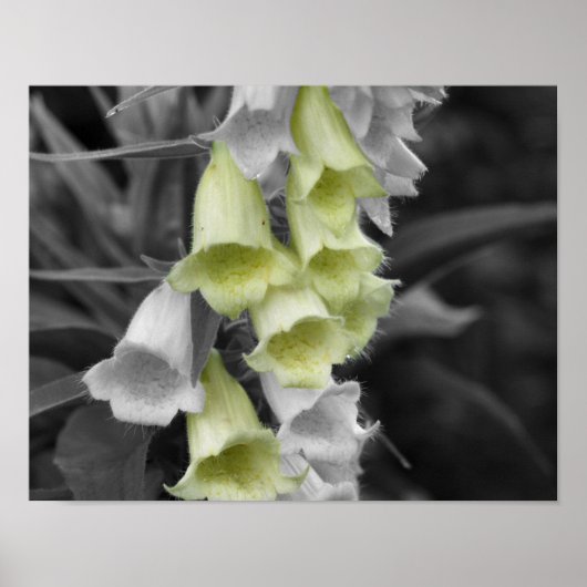 Foxglove-Blume - teilweise Farbe Poster (Vorne)