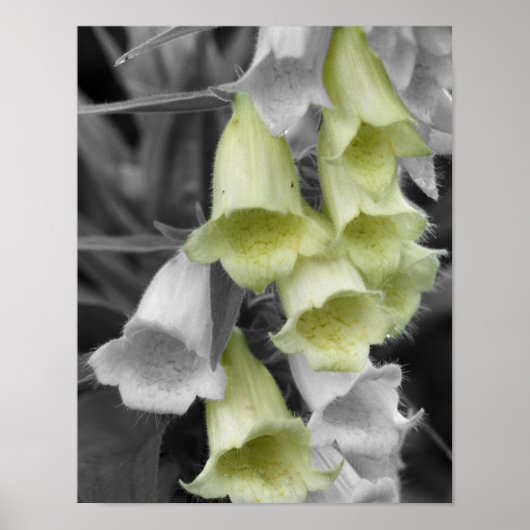Foxglove-Blume - teilweise Farbe Poster (Vorne)