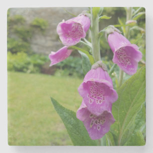 Foxglove Blume Untersetzer