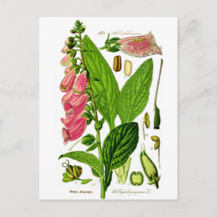 Foxglove (Digitalis purpurea) Botanik Illustration Postkarte