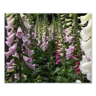 Foxglove Garden Fotodruck