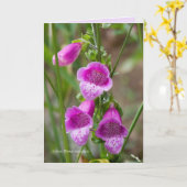 Foxglove Karte (Gelbe Blume)