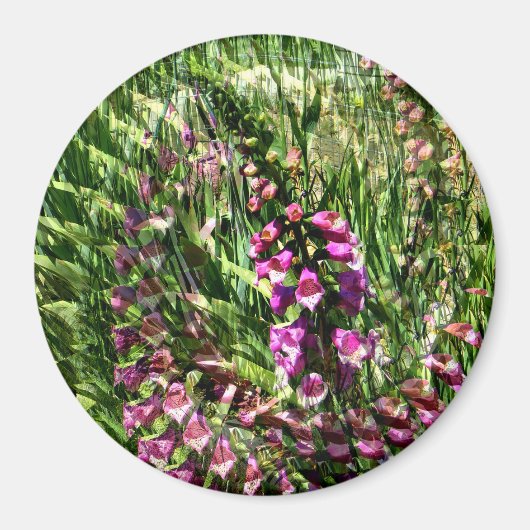 Foxglove Liebe...... Magnet (Vorne)