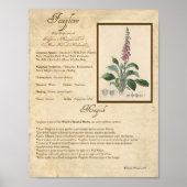 FOXGLOVE MAGICK HERB POSTER (Vorne)
