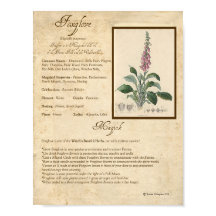 FOXGLOVE MAGICK HERB