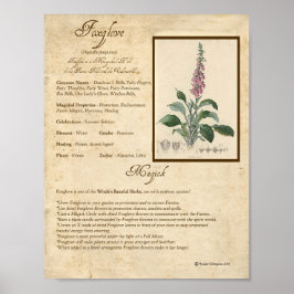 FOXGLOVE MAGICK HERB POSTER