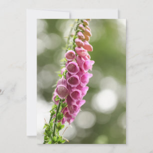 Foxglove Nature Foto Karte