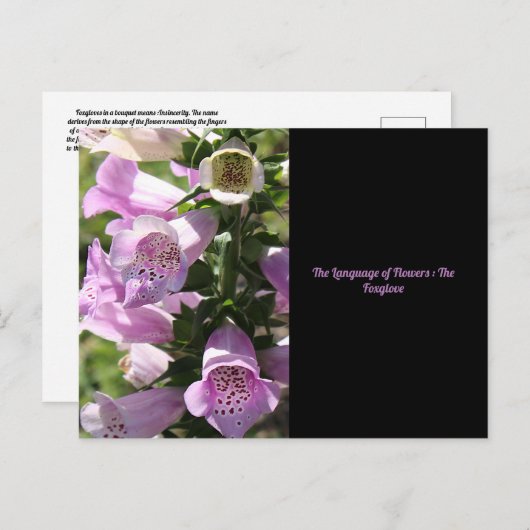 Foxglove Postcard Postkarte (Vorne/Hinten)