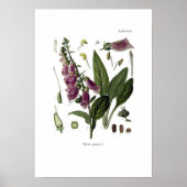 Foxglove Poster (Vorne)