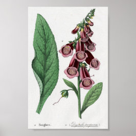 Foxglove Poster