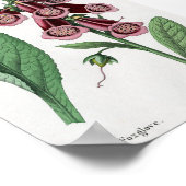Foxglove Poster (Ecke)