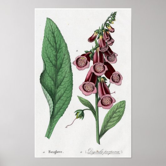 Foxglove Poster (Vorne)