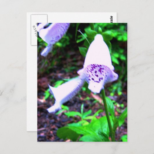 Foxglove Postkarte (Vorne/Hinten)