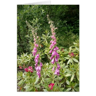 Foxglove und Rhodies