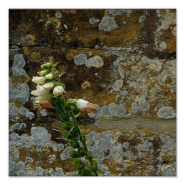Foxglove und Stone Fotodruck