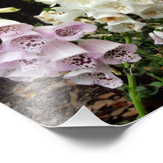 Foxhandschuhe Fotodruck (Ecke)