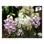 Foxhandschuhe Fotodruck (Vorne)