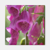 Foxhandschuhe Magnet (Vorne)