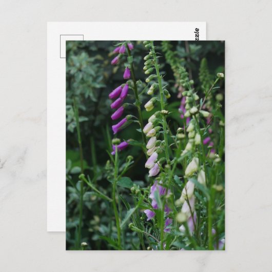 Foxhandschuhe Postkarte (Vorne/Hinten)