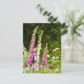 Foxhandschuhe Postkarte (Stehend Vorderseite)