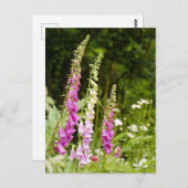 Foxhandschuhe Postkarte (Vorne/Hinten)