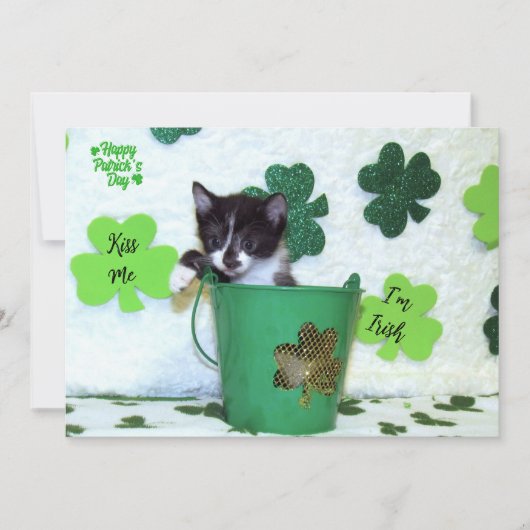 Foxi Moxi's Cat / Kitten St. Patrick's Day (Vorderseite)
