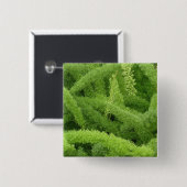 Foxtail Fern, Asparagus densiflorus myers Button (Vorne & Hinten)