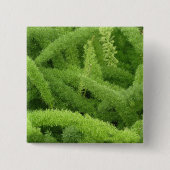 Foxtail Fern, Asparagus densiflorus myers Button (Vorderseite)