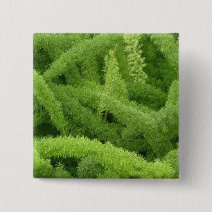 Foxtail Fern, Asparagus densiflorus myers Button