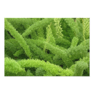 Foxtail Fern, Asparagus densiflorus myers Fotodruck