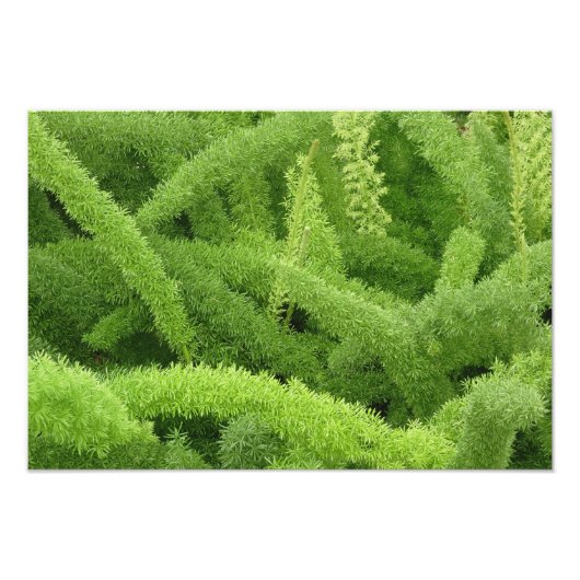 Foxtail Fern, Asparagus densiflorus myers Fotodruck (Vorne)