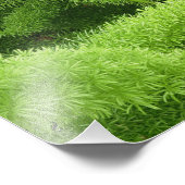 Foxtail Fern, Asparagus densiflorus myers Fotodruck (Ecke)